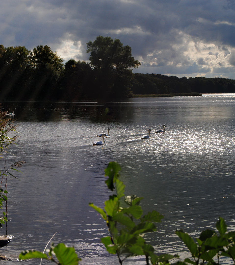 Schwäne auf dem Kellersee