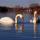 Schwäne auf dem Lippesee