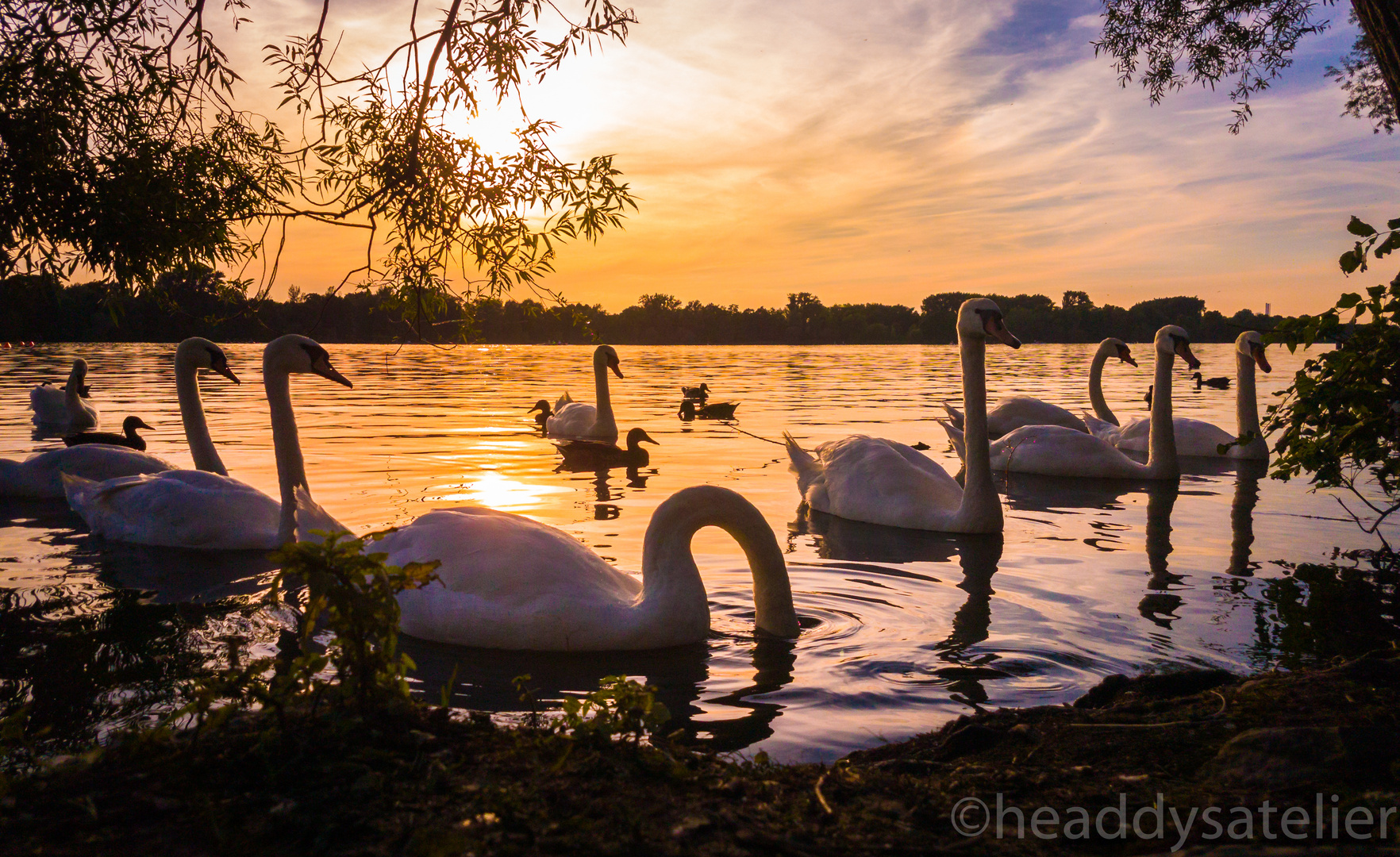 Schwäne auf dem Maschsee