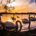 Schwäne auf dem Maschsee