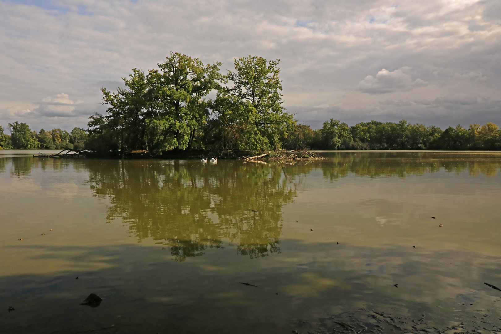 Schwäne auf dem Mittelteich