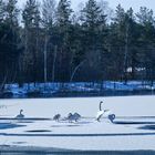 Schwäne auf dem Murner See