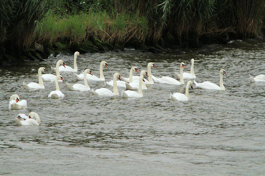 Schwäne auf dem Nord Ostsee Kanal