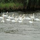 Schwäne auf dem Nord Ostsee Kanal