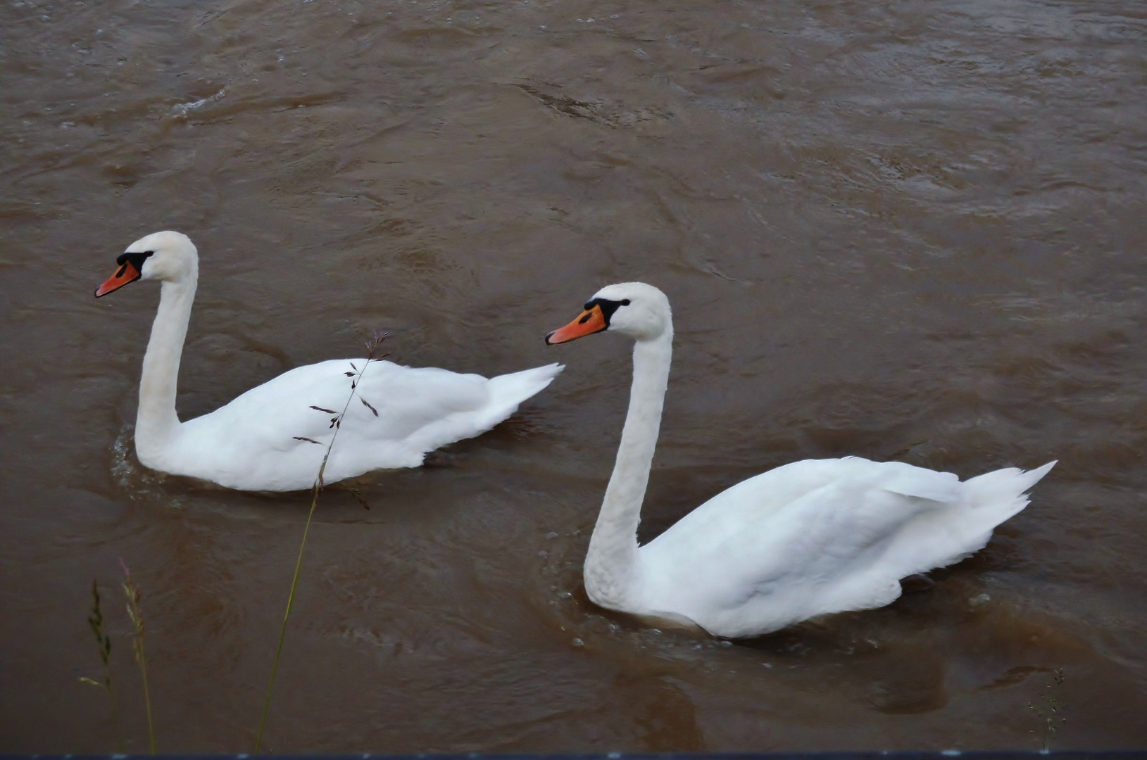 Schwäne auf dem Rhein