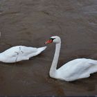 Schwäne auf dem Rhein