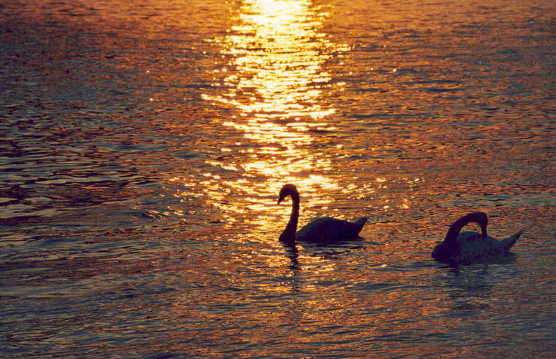 Schwäne auf dem Rhein in Mainz im Sonnenuntergang