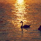 Schwäne auf dem Rhein in Mainz im Sonnenuntergang