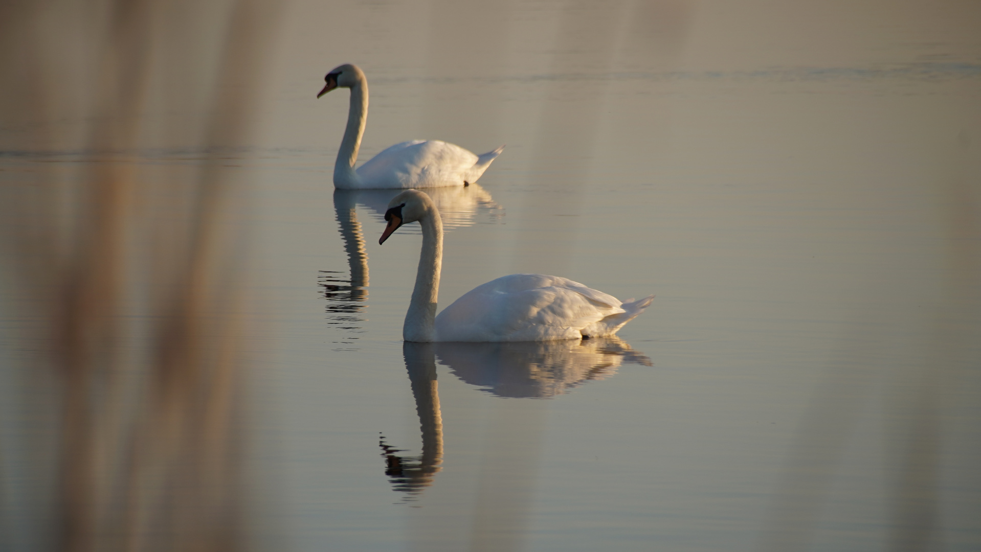 Schwäne auf dem Rohrsee 