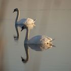 Schwäne auf dem Rohrsee 