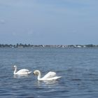 Schwäne auf dem Schaproder Bodden