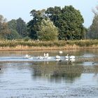 Schwäne auf dem Stradower Teich