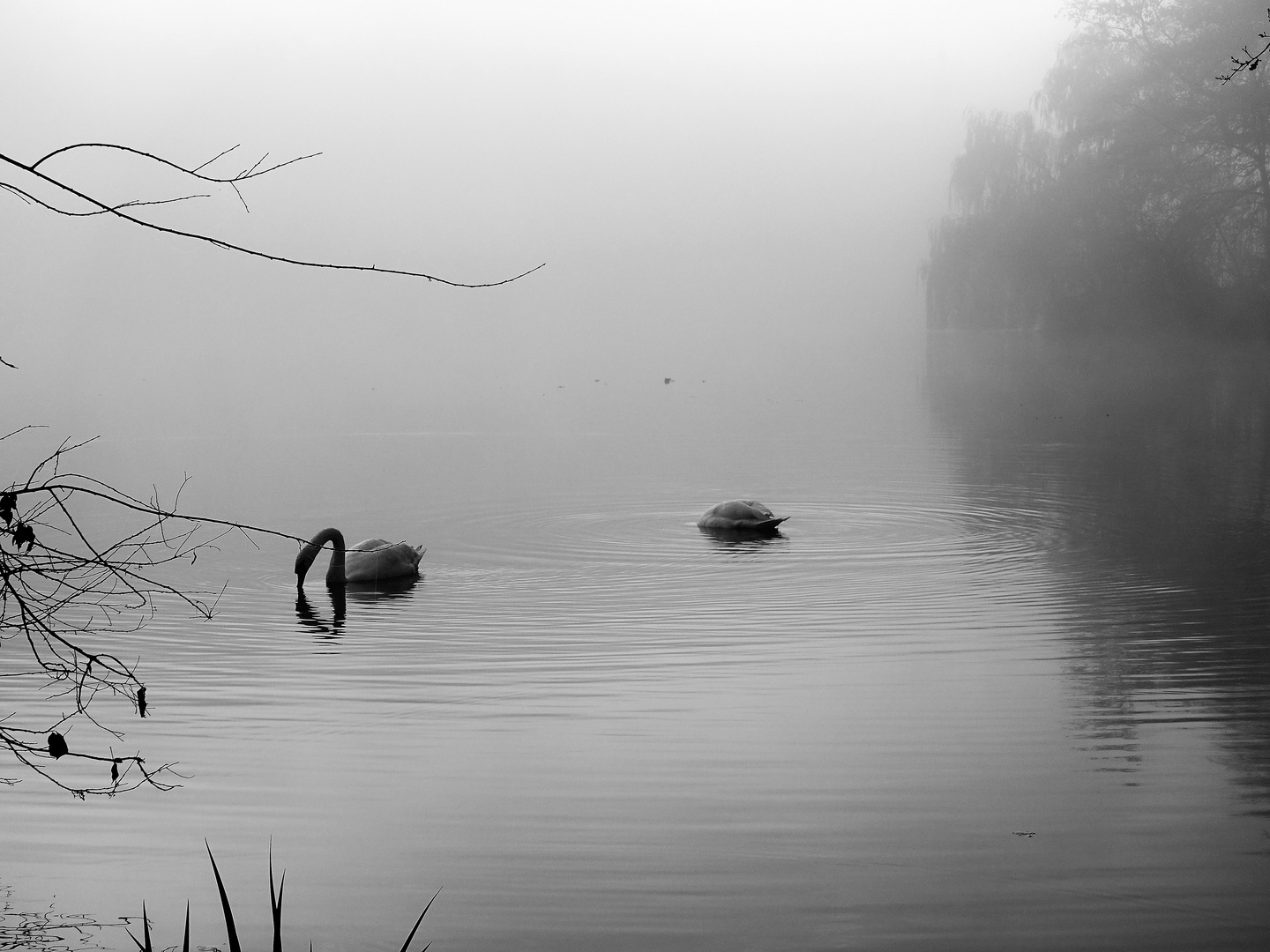 Schwäne auf dem Teich