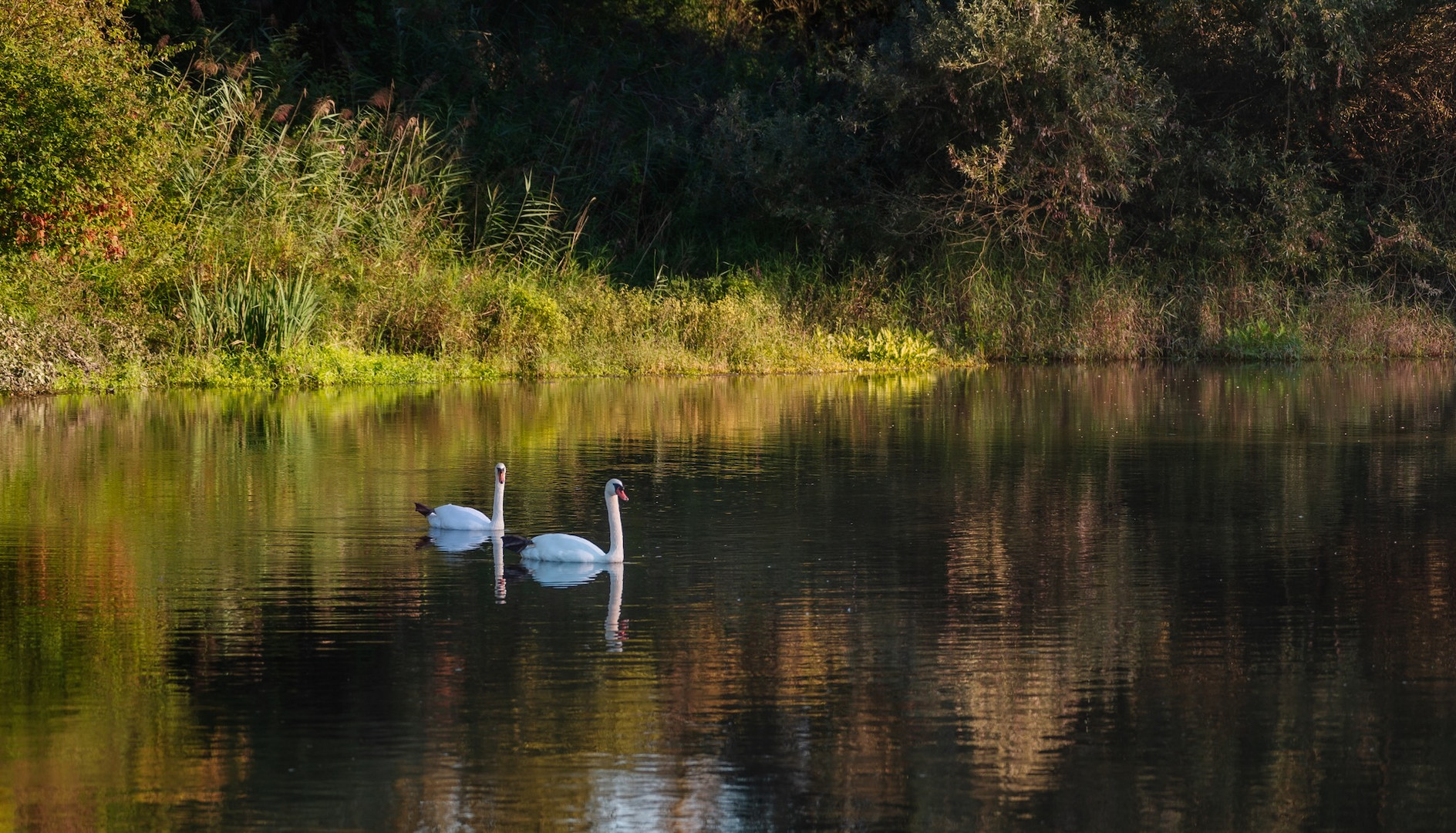 Schwäne auf dem Teich.