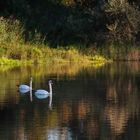 Schwäne auf dem Teich.