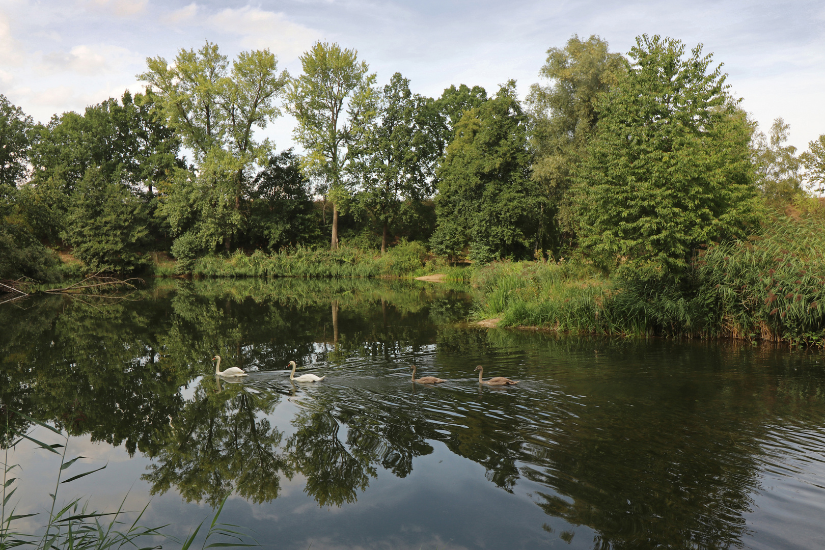 Schwäne auf dem Teich