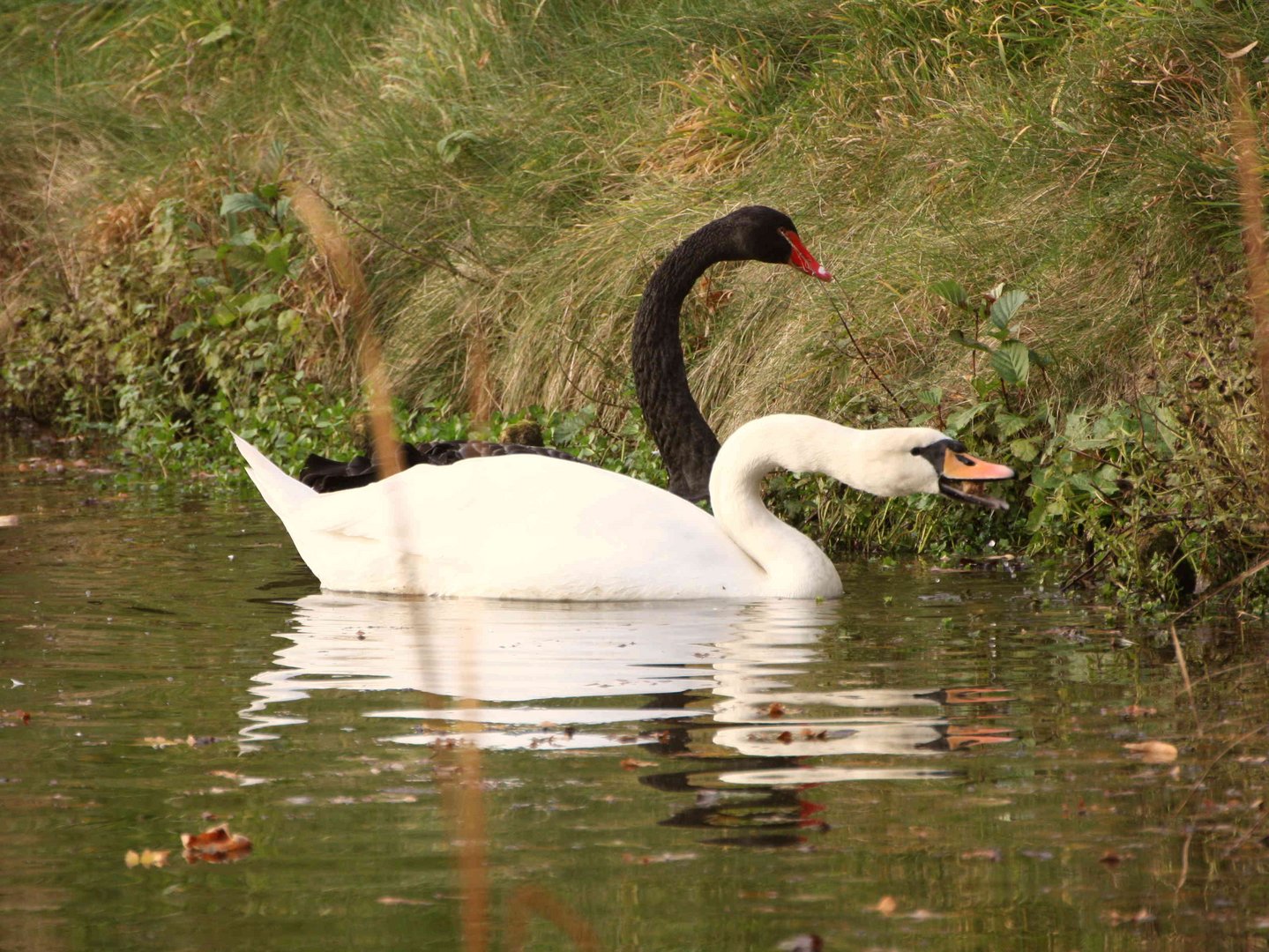 Schwäne auf dem Teich