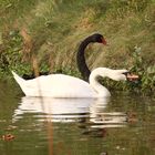 Schwäne auf dem Teich