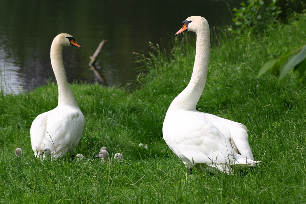 Schwäne auf dem Waldheimer Werder