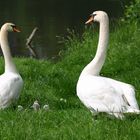 Schwäne auf dem Waldheimer Werder