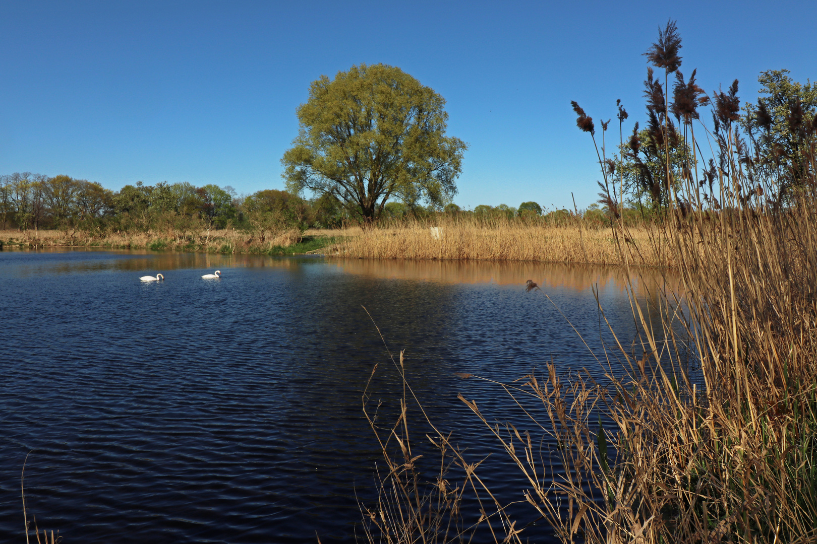 Schwäne auf dem Wasser