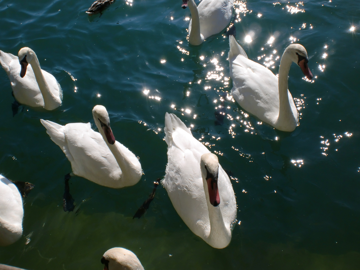 Schwäne auf dem Zürichsee