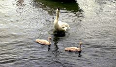 Schwäne auf der Außenalster in Hamburg