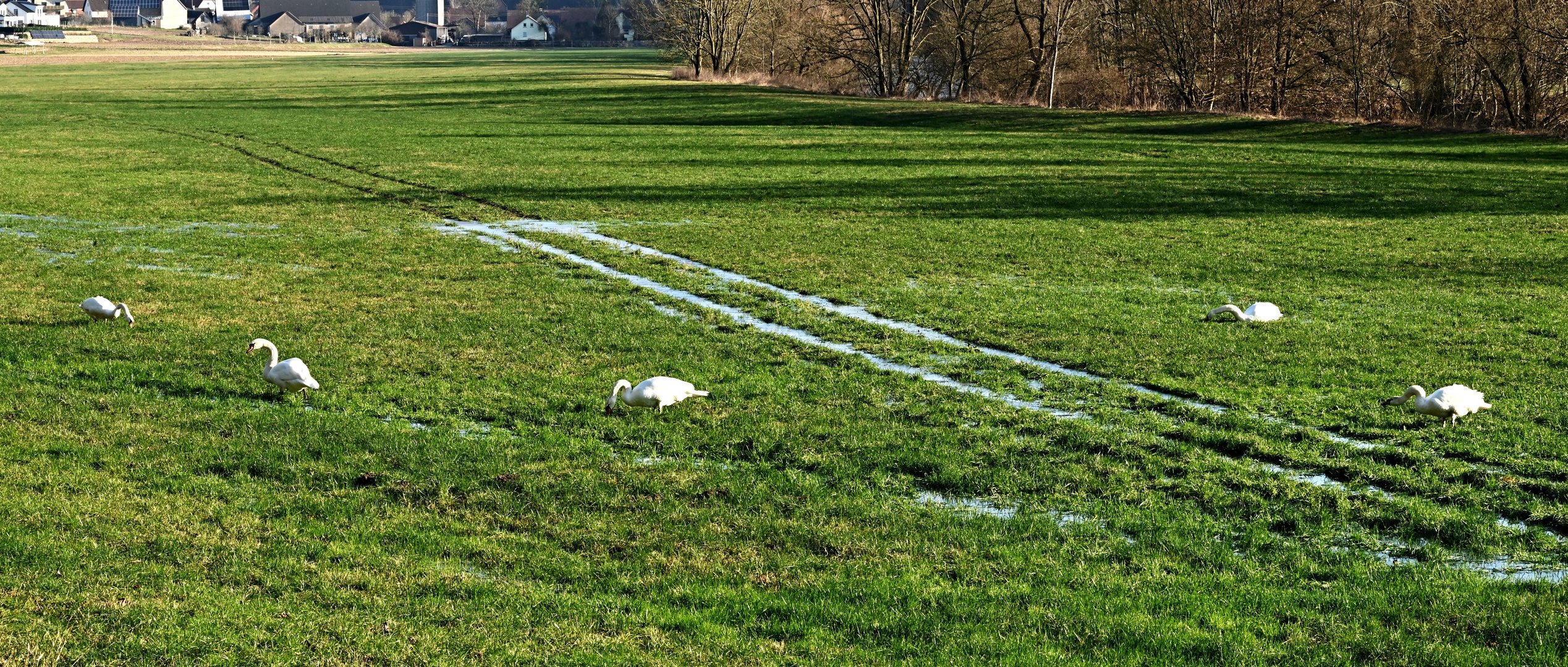 Schwäne auf der Kocherwiese