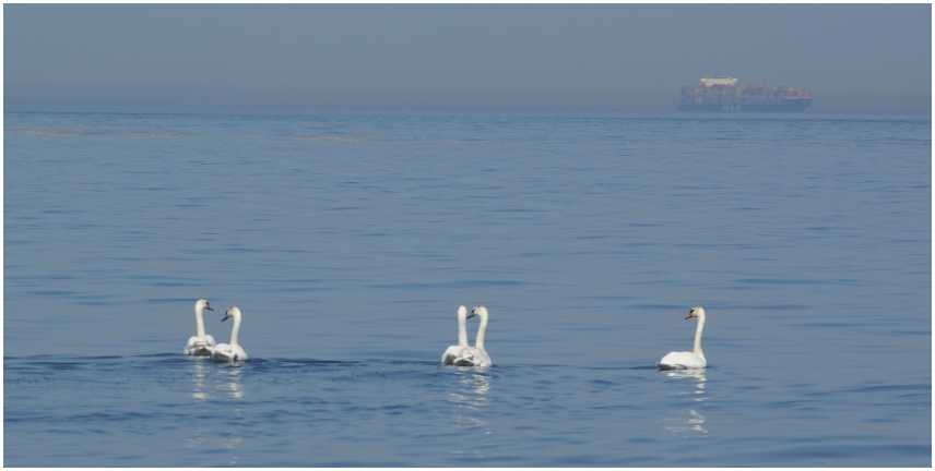 Schwäne auf der Nordsee