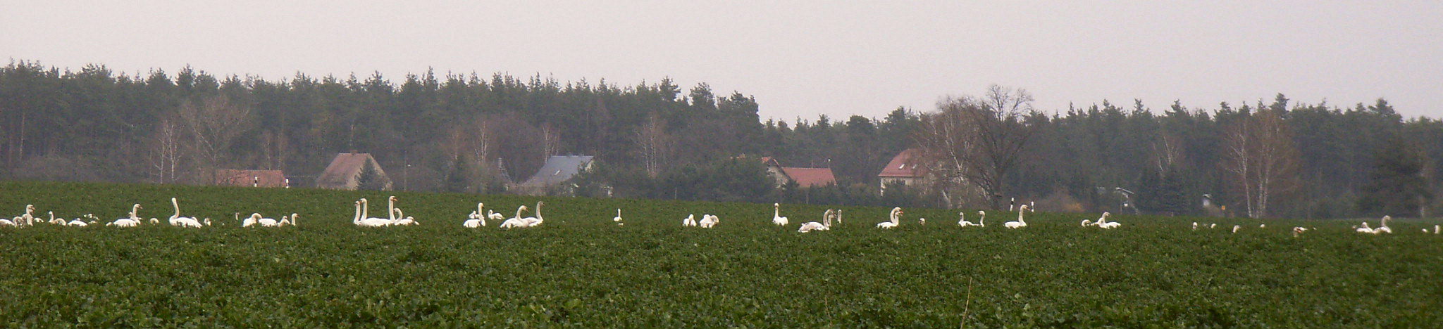 Schwäne auf der Rast (2)