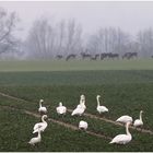 Schwäne auf der Schweineweide