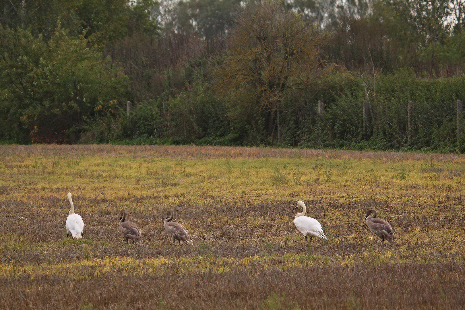 Schwäne auf einem Feld