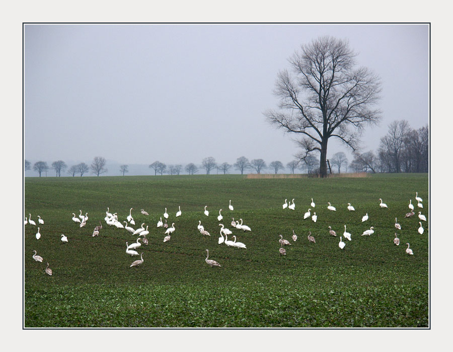 Schwäne auf Landgang