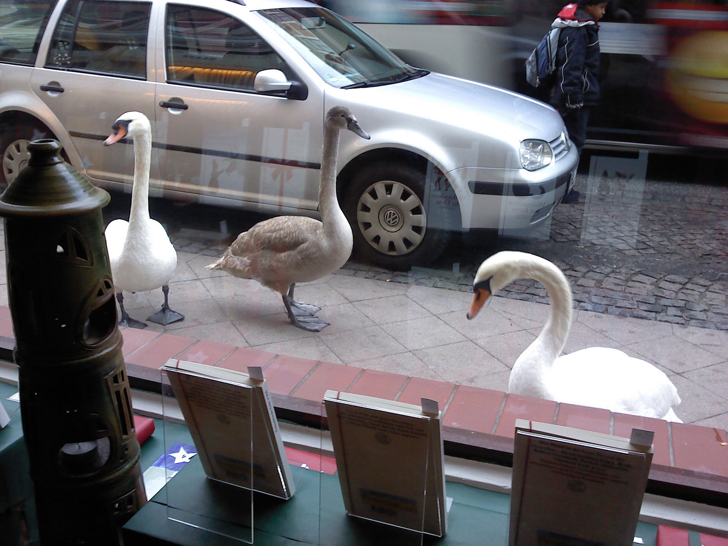 Schwäne auf Shoppingtour