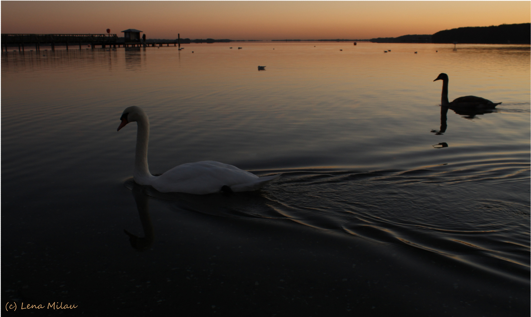 Schwäne bei Sonnenaufgang