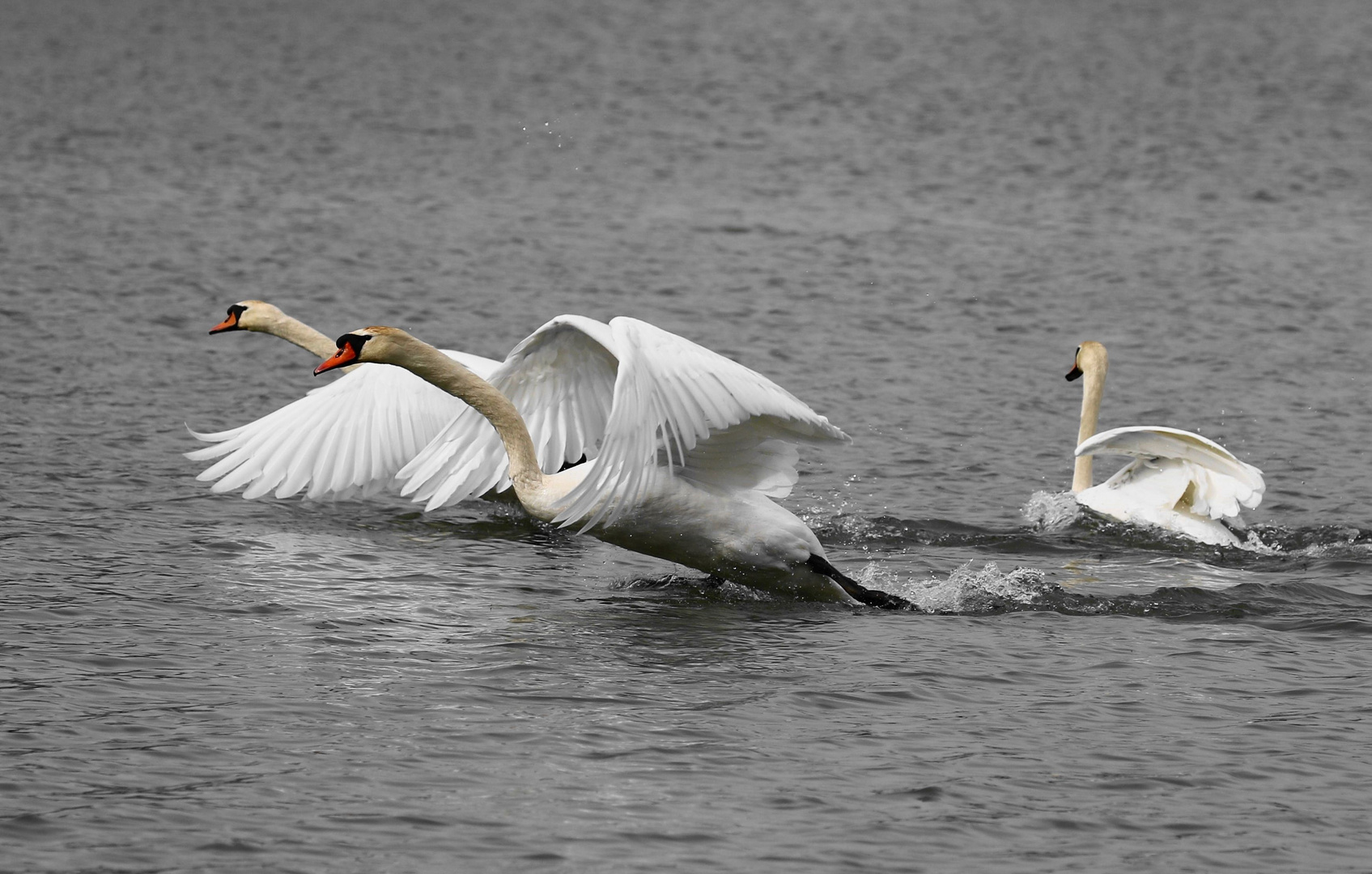 Schwäne beim abflug.