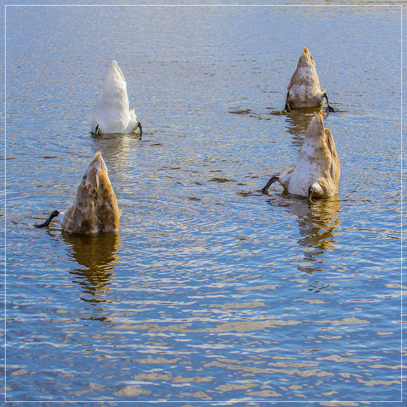 Schwäne beim Gründeln, Baggersee, Berlin - Hellersdorf