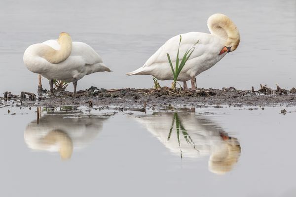 Schwäne beim Putzen