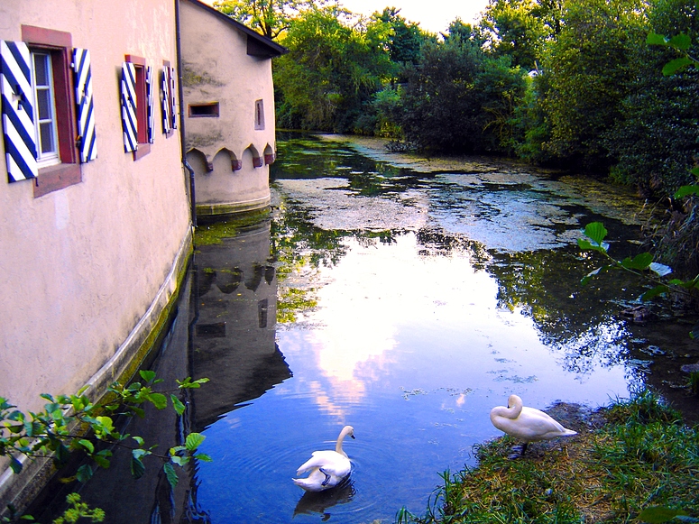 Schwäne beim Schloss Beuggen