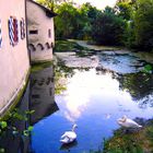 Schwäne beim Schloss Beuggen