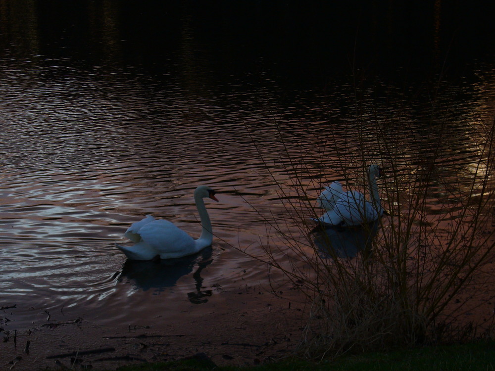 schwäne beim Sonnenuntergang