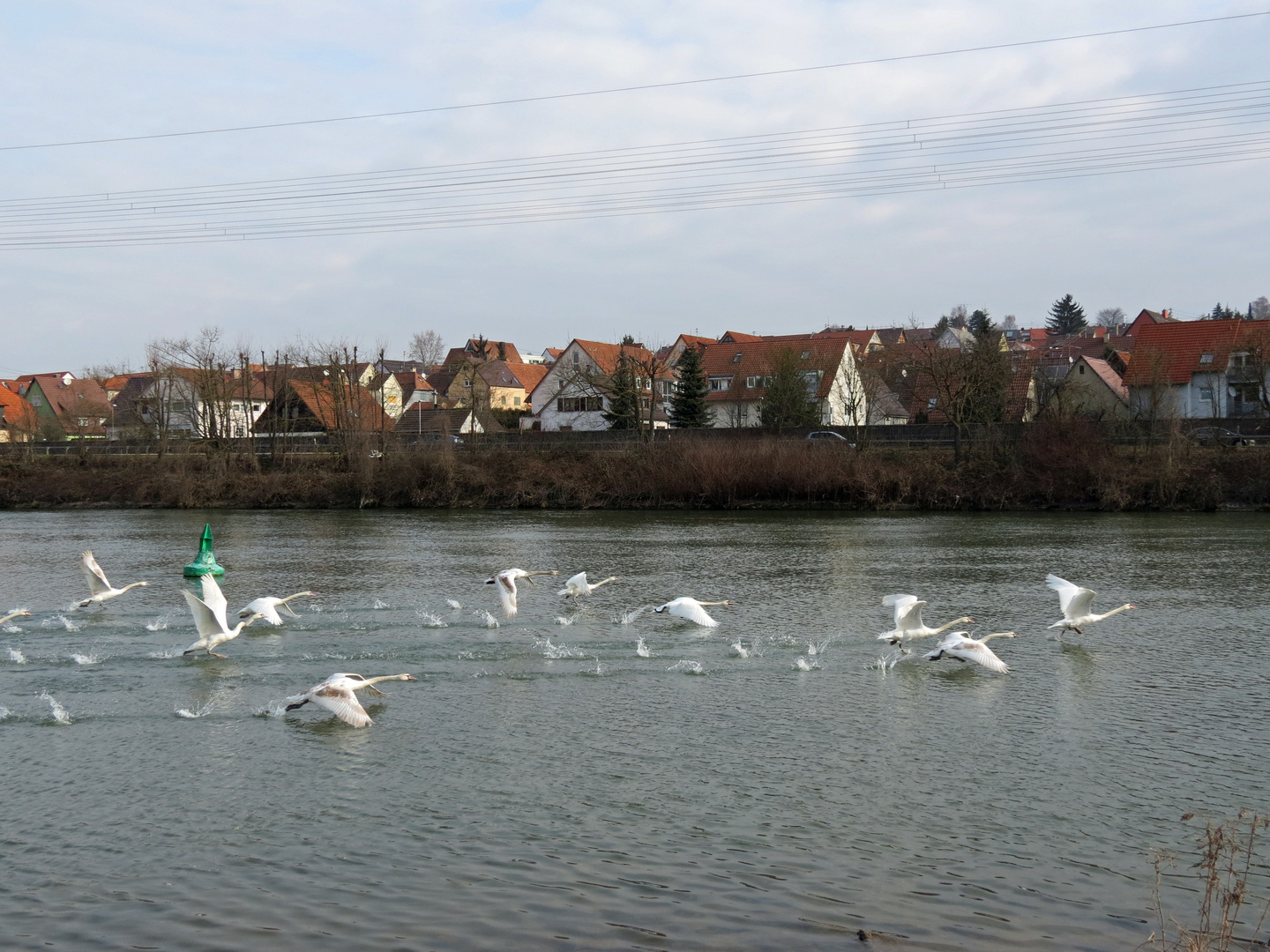 Schwäne beim Start