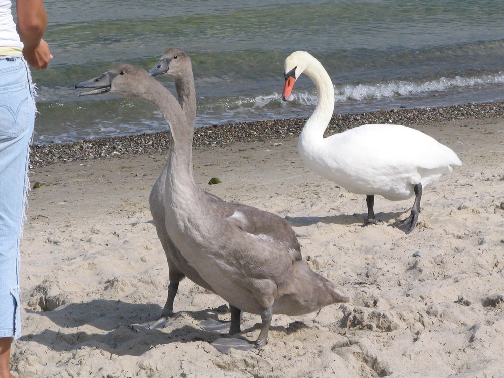 Schwäne bunt gemischt