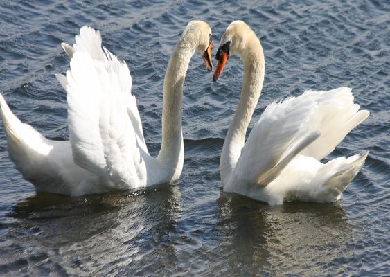 Schwäne