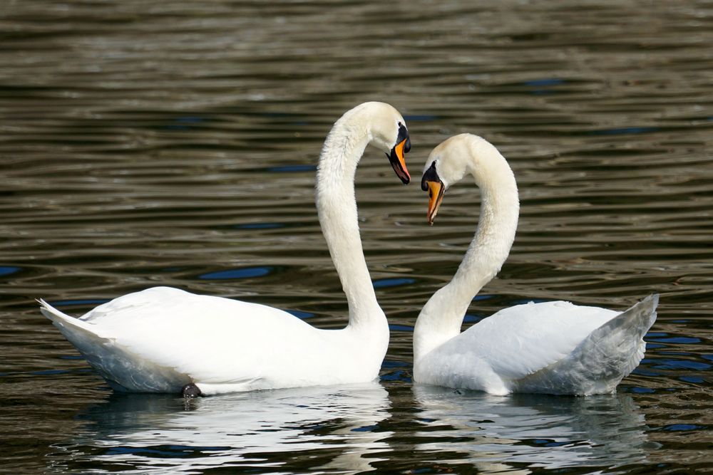 SCHWÄNE falling in love with you! Foto & Bild natur, wildlife