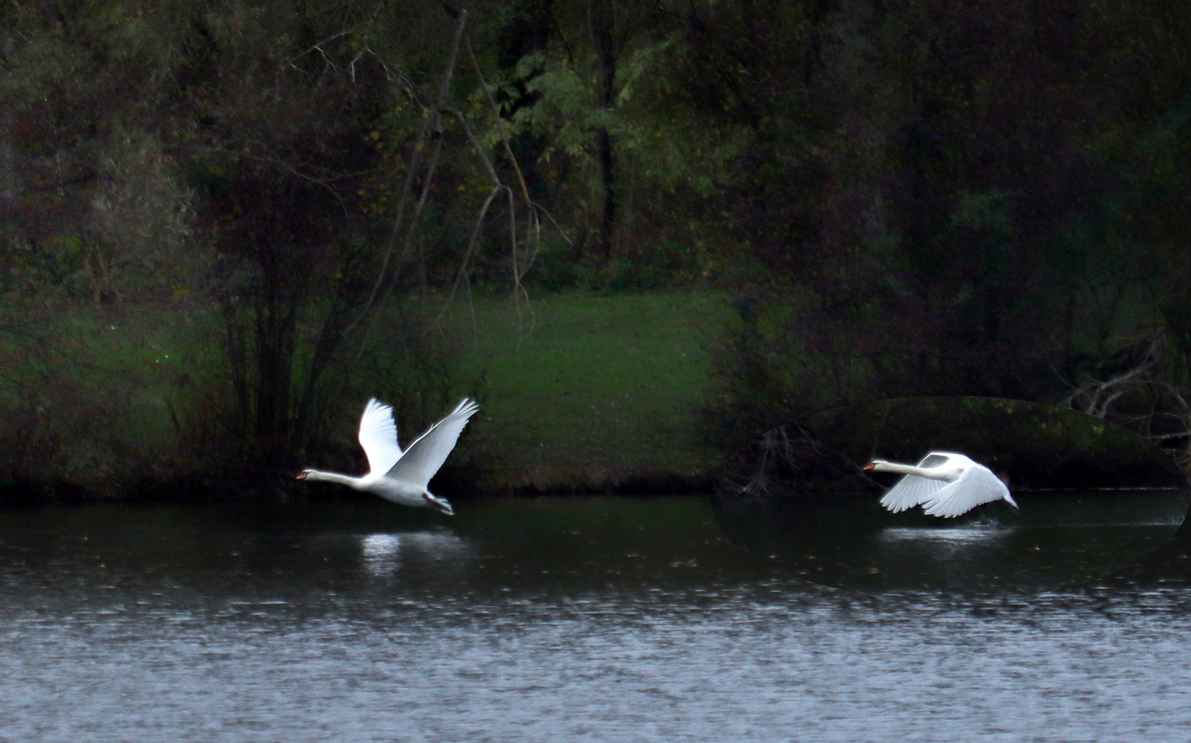 Schwäne Flug