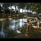 Schwäne füttern am Canal du Midi