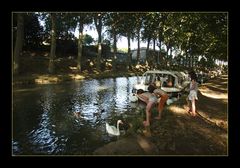 Schwäne füttern am Canal du Midi