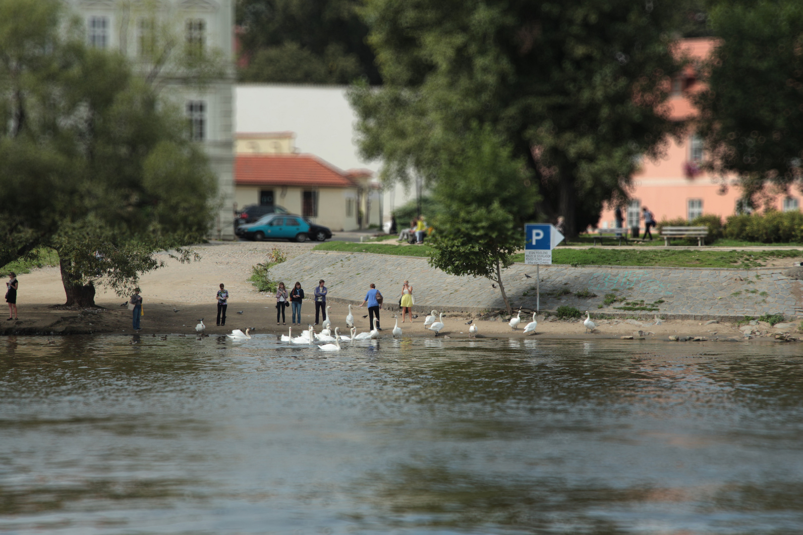 Schwäne füttern an der Donau