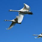 Schwäne geschwader im rundflug 